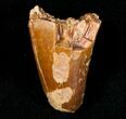 Cretaceous Fossil Crocodile Tooth - Morocco #6972-1